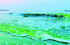 Sea turns green at Malpe !